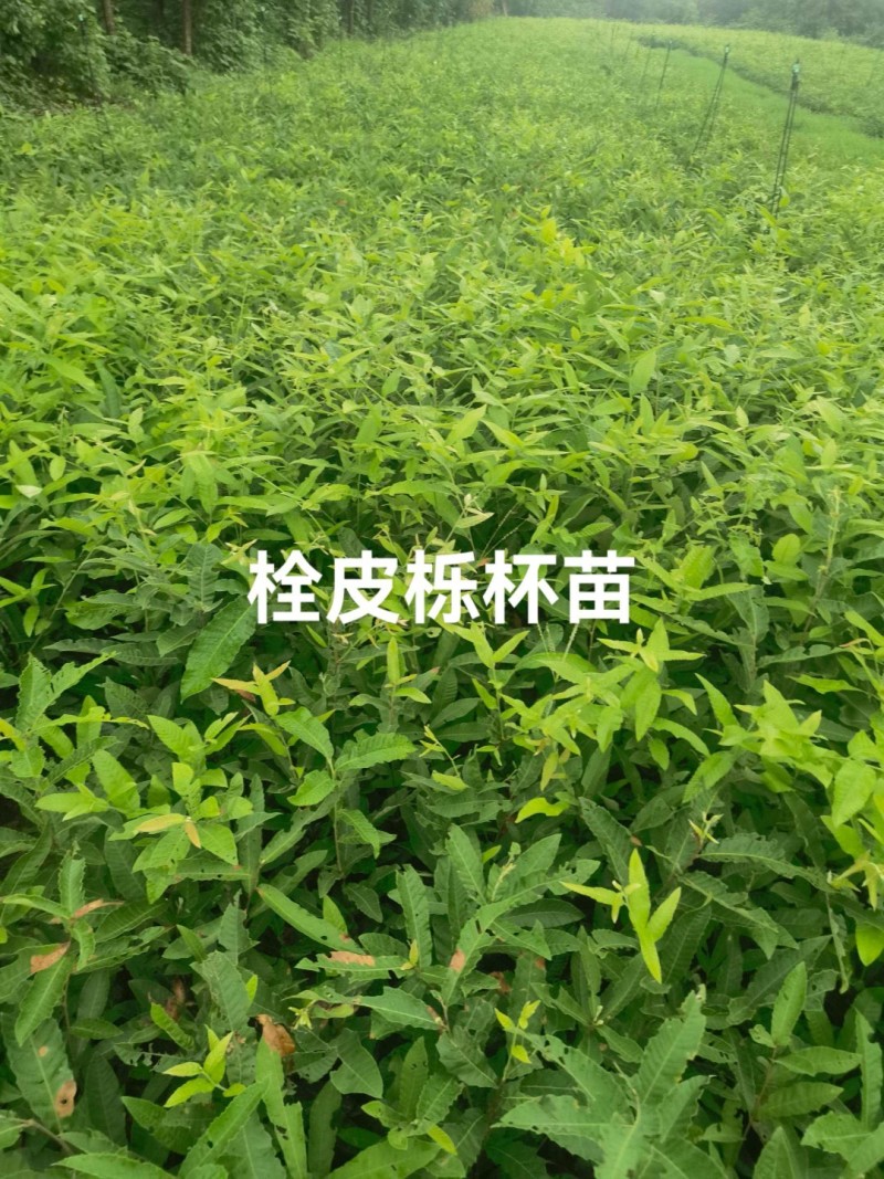 栓皮栎树苗（栎木树苗〉一年苗适合荒山或项目上用