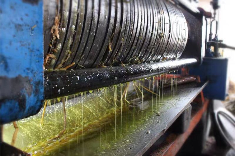 大量批发野生茶油食用油茶籽茶枯饼头道茶粕只做批发不零售