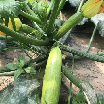 盛润夏秋王西葫芦种子进口引进耐湿热翠绿抗病露地专用西葫芦