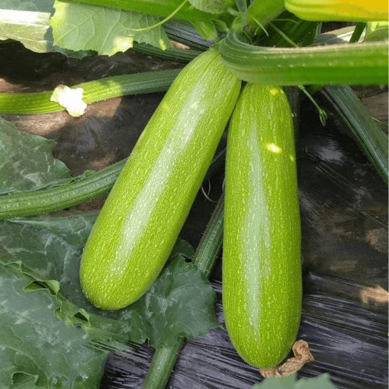 盛润夏秋王西葫芦种子进口引进耐湿热翠绿抗病露地专用西葫芦