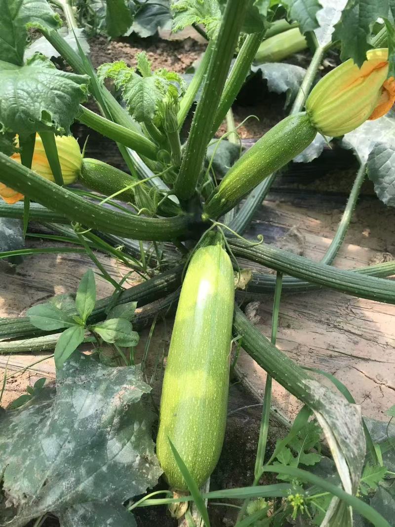 盛润夏秋王西葫芦种子进口引进耐湿热翠绿抗病露地专用西葫芦
