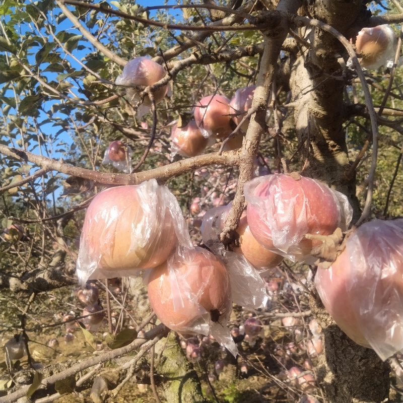 膜袋红富士苹果大量现货，脆甜多汁，接受光照充足，冰糖心苹