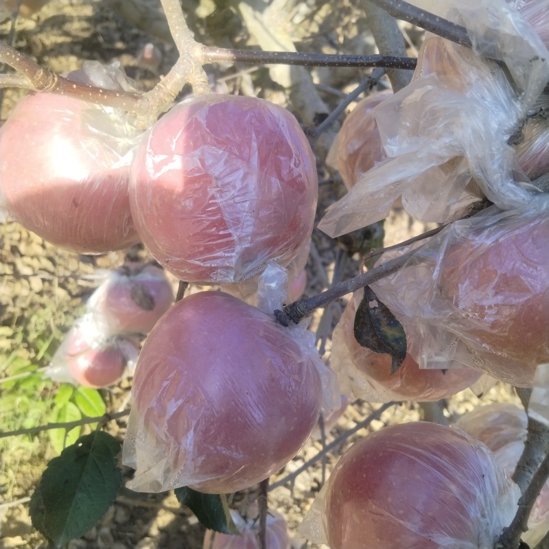 膜袋红富士苹果大量现货，脆甜多汁，接受光照充足，冰糖心苹