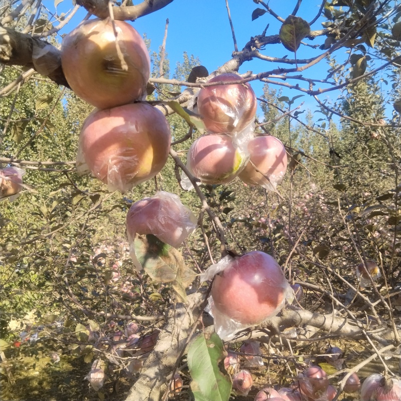 膜袋红富士苹果大量现货，脆甜多汁，接受光照充足，冰糖心苹