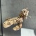 金蝉花！野生毛竹园里挖出来的，素有北方冬虫、南有金蝉花。