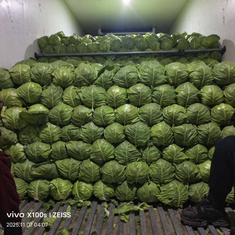 产地甘蓝，大量供货，产地直发，价格便宜
