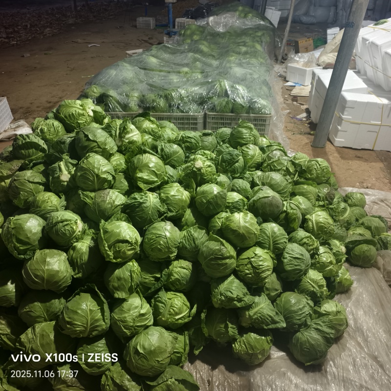产地甘蓝，大量供货，产地直发，价格便宜