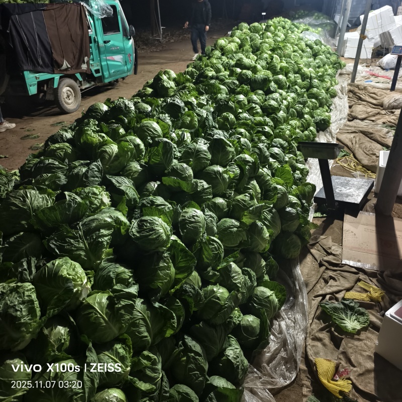 产地甘蓝，大量供货，产地直发，价格便宜