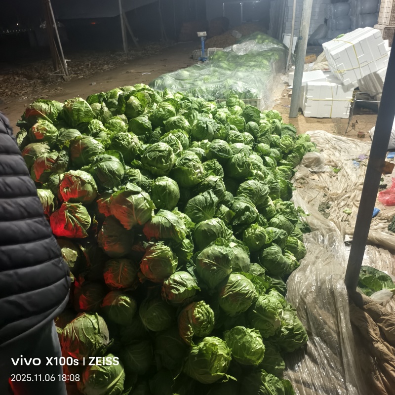 产地甘蓝，大量供货，产地直发，价格便宜