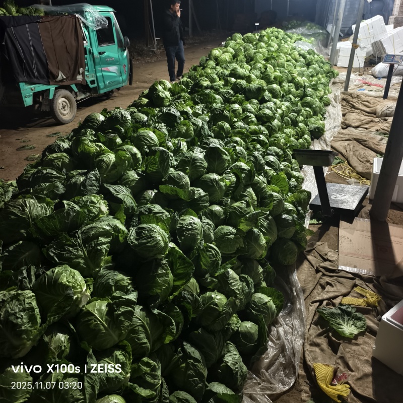 产地甘蓝，大量供货，产地直发，价格便宜