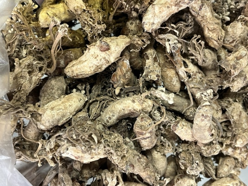 金蝉花！野生毛竹园里挖出来的，素有北方冬虫、南有金蝉花。