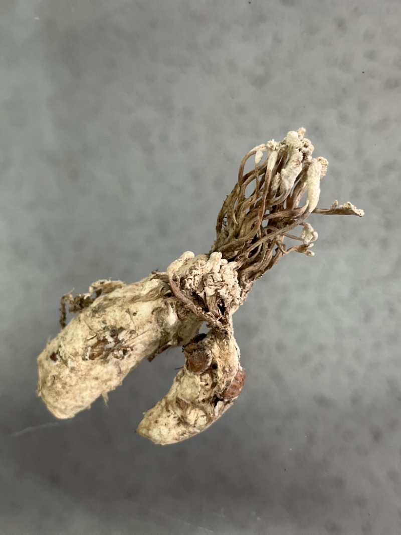 金蝉花！野生毛竹园里挖出来的，素有北方冬虫、南有金蝉花。