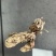 金蝉花！野生毛竹园里挖出来的，素有北方冬虫、南有金蝉花。