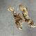 金蝉花！野生毛竹园里挖出来的，素有北方冬虫、南有金蝉花。