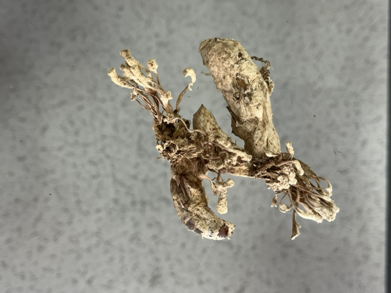 金蝉花！野生毛竹园里挖出来的，素有北方冬虫、南有金蝉花。