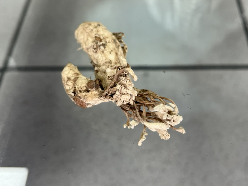 金蝉花！野生毛竹园里挖出来的，素有北方冬虫、南有金蝉花。