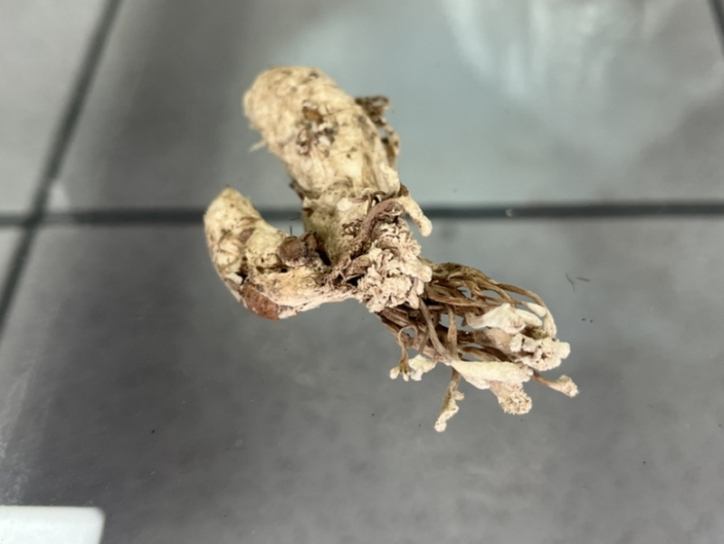 金蝉花！野生毛竹园里挖出来的，素有北方冬虫、南有金蝉花。