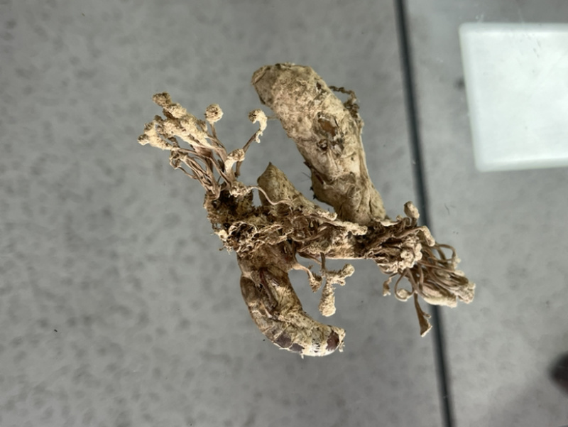 金蝉花！野生毛竹园里挖出来的，素有北方冬虫、南有金蝉花。