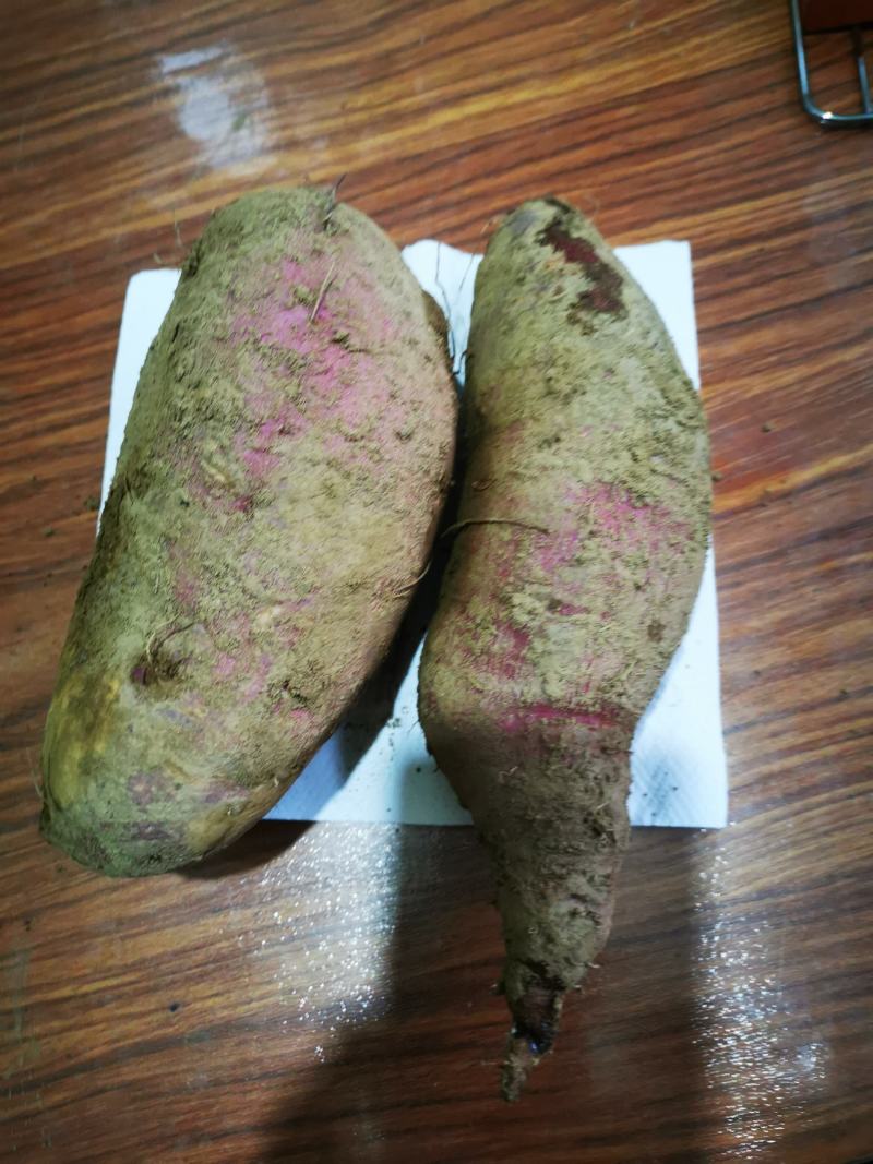 山东烟台海阳济薯26板栗薯一件代发团购落地配