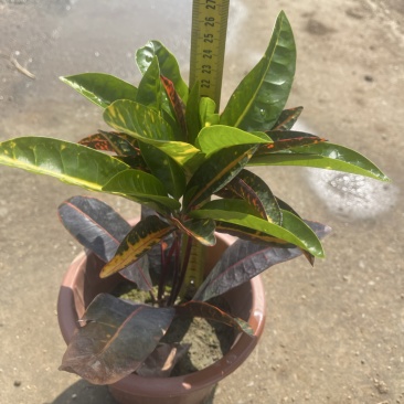 海南沙金变叶木