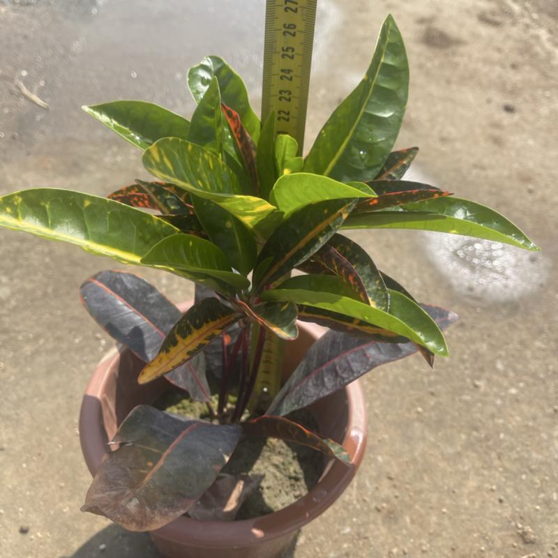 海南沙金变叶木
