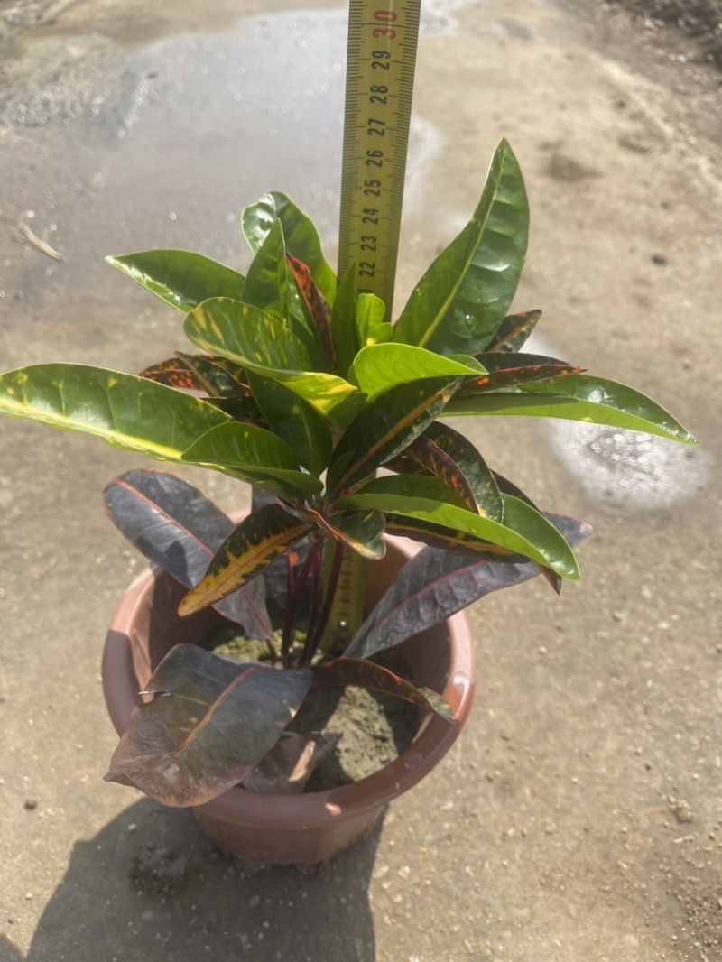 海南沙金变叶木