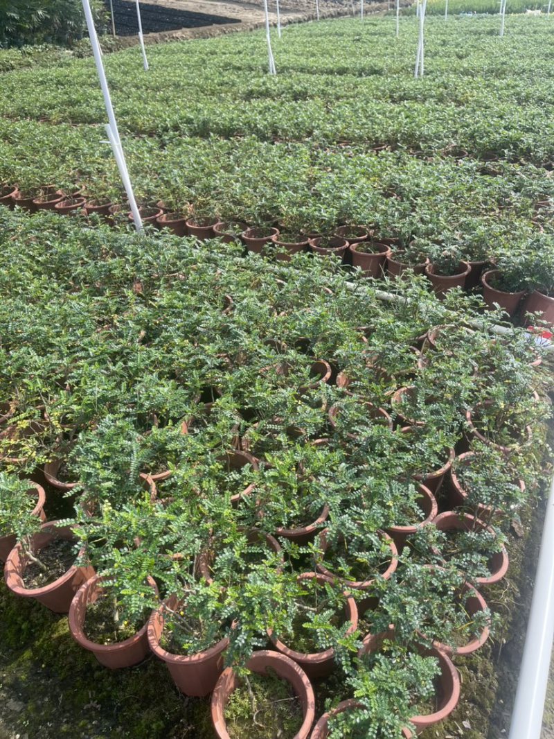 胡椒木（清香木）