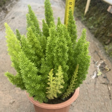 狐尾天门冬