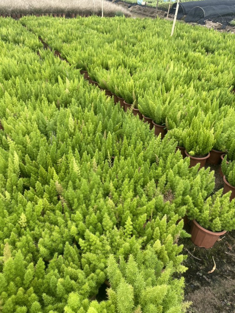 狐尾天门冬