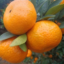 棉橘