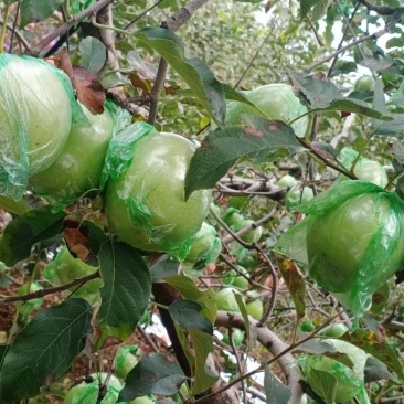 自家产的青苹果🍏