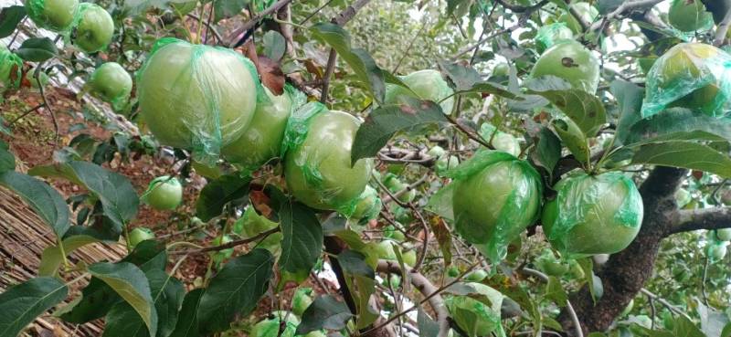 自家产的青苹果🍏