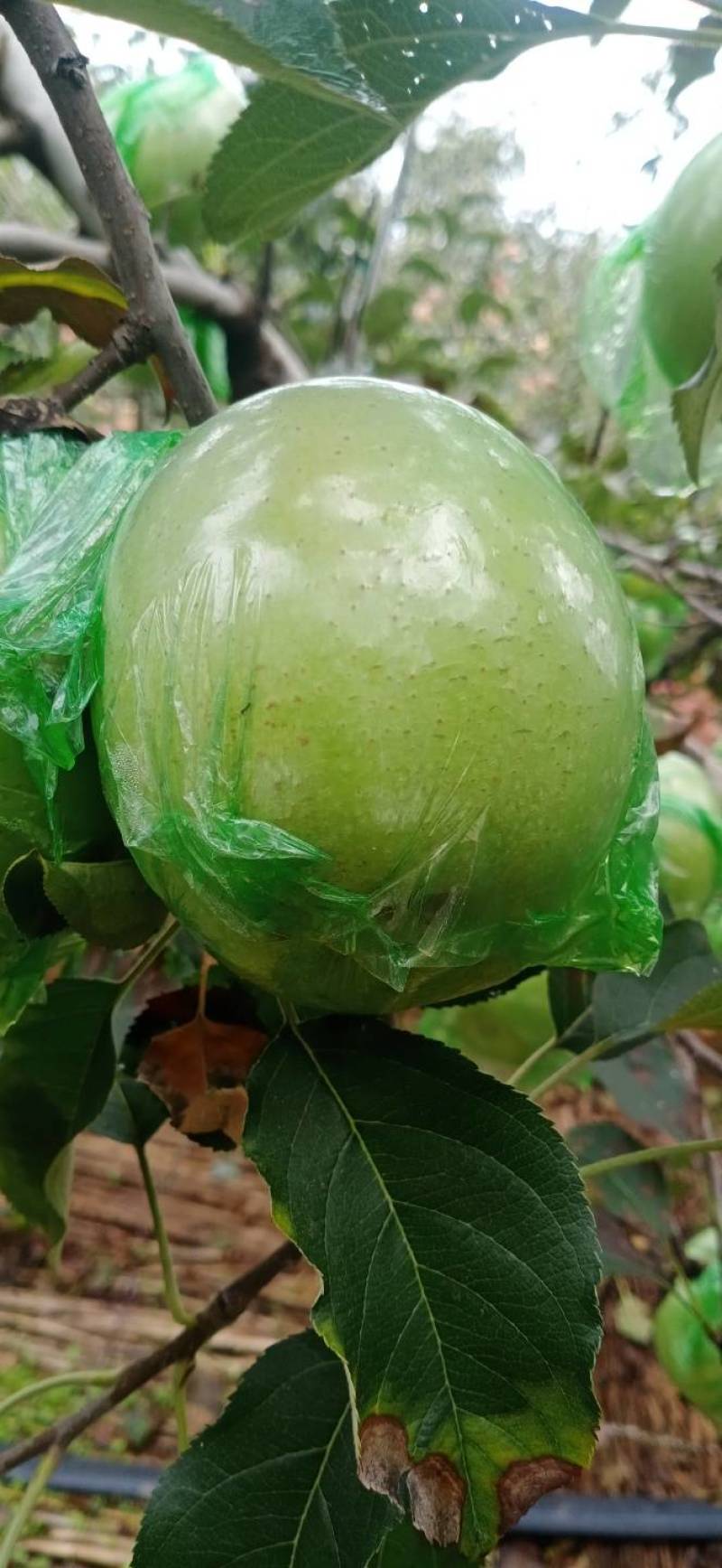 自家产印度青苹果🍏90mm左右的