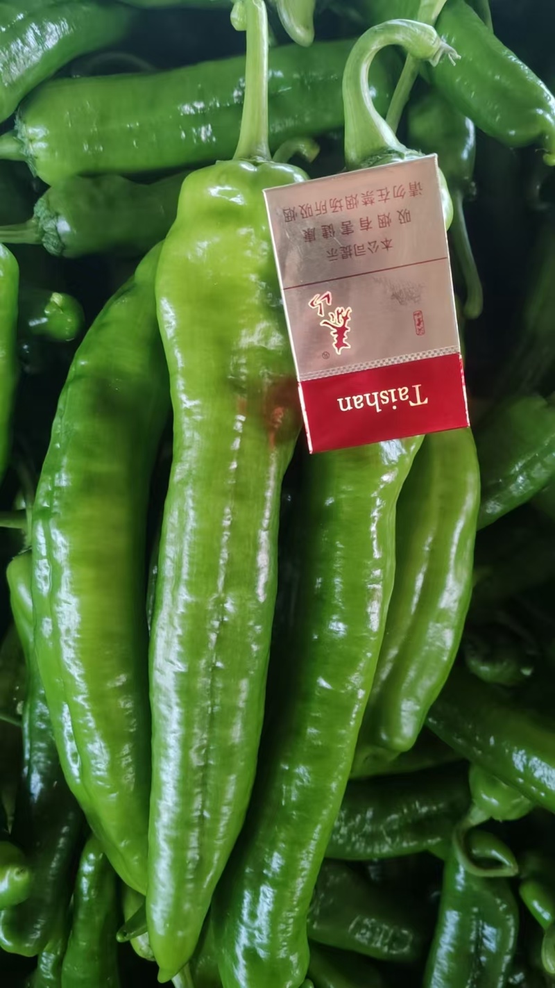 301尖椒