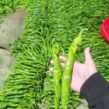 螺丝椒