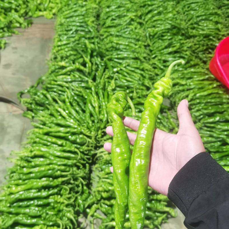 螺丝椒