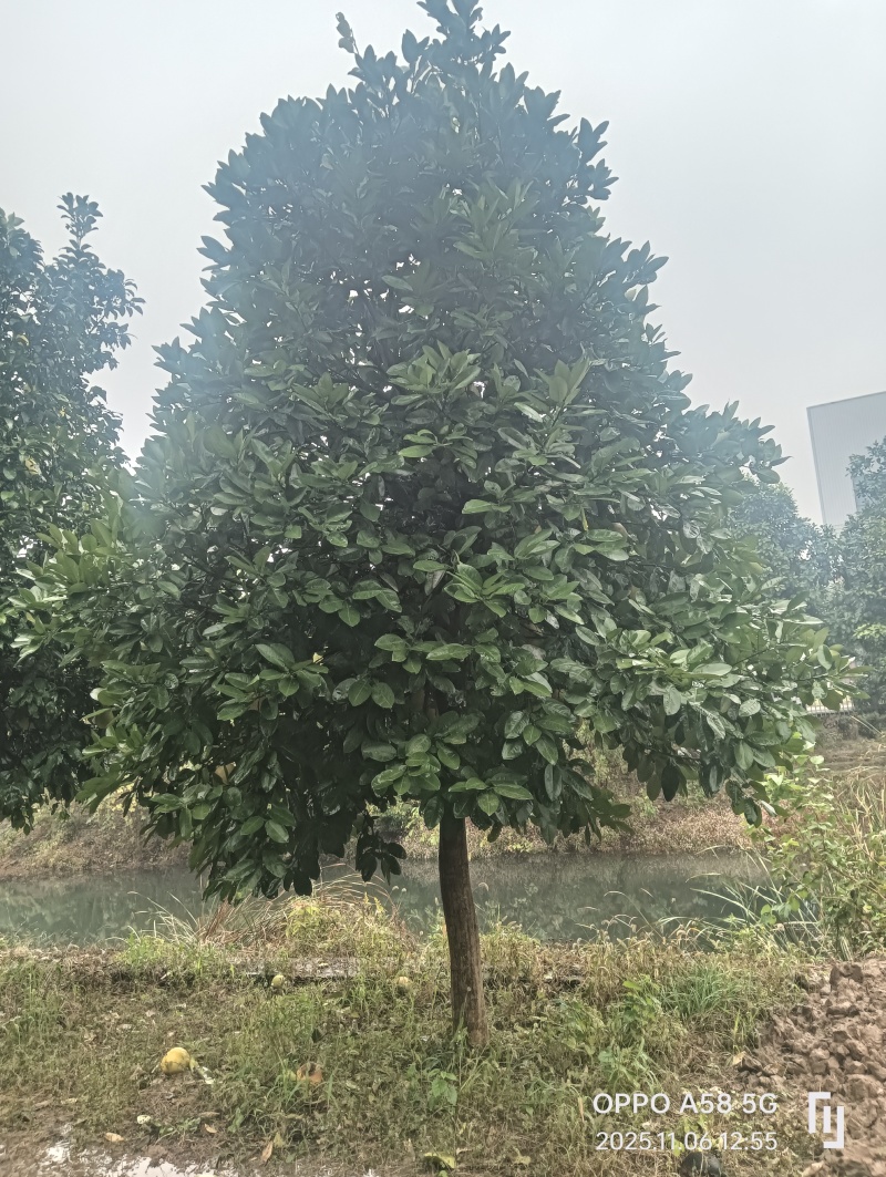 香泡树