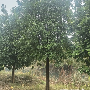 香泡树