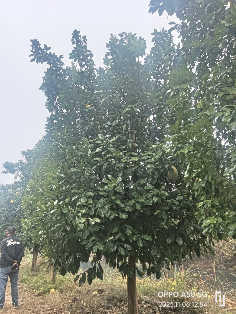 香泡树
