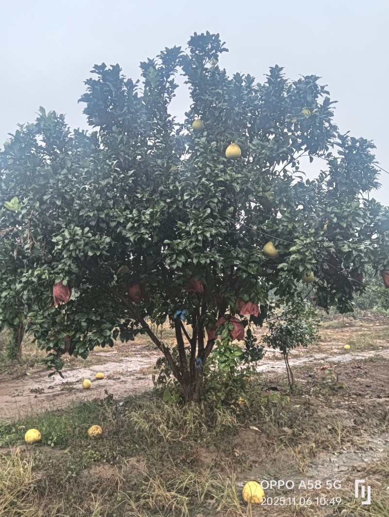 香泡树
