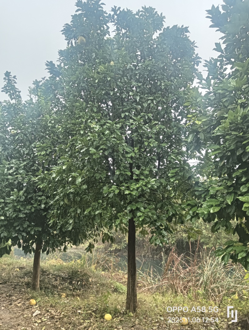 香泡树