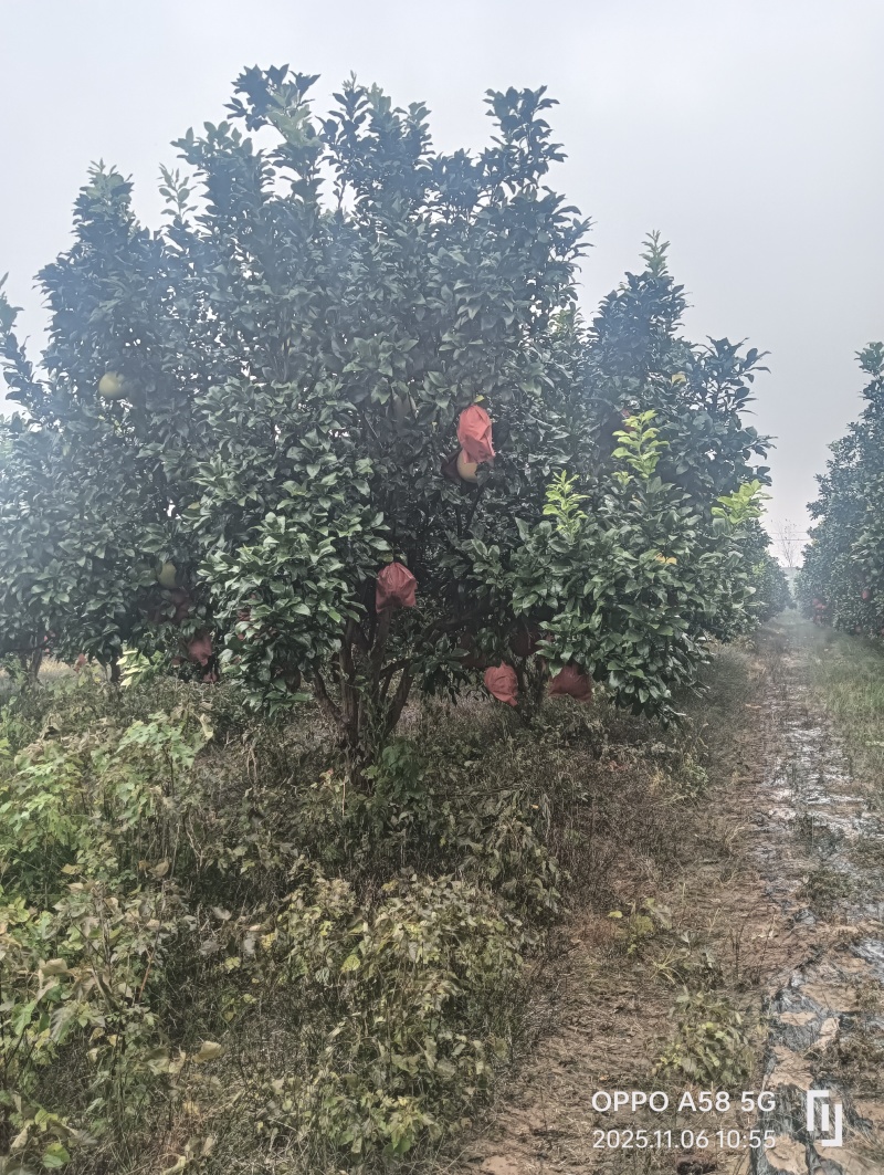 香泡树