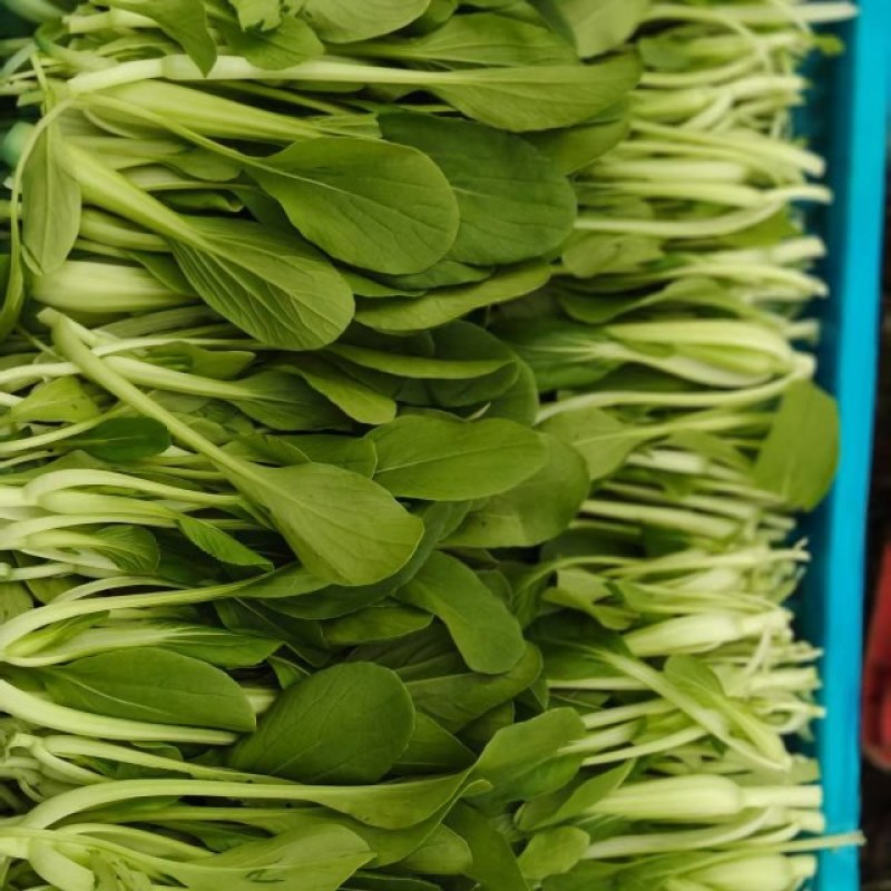 鸡毛菜