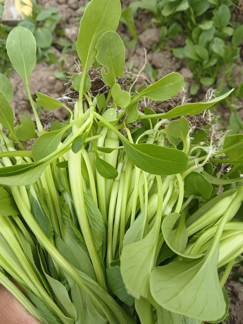 鸡毛菜