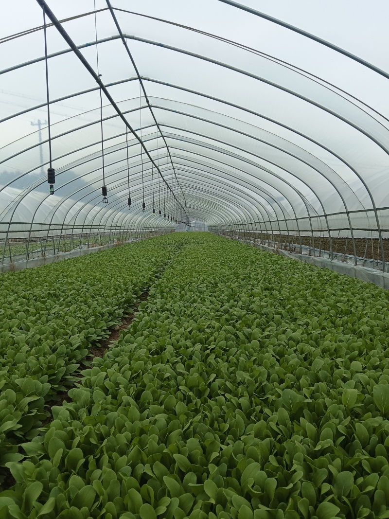 鸡毛菜
