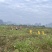 荔浦市龙头山基地芋头种子大基地种子才靠谱