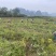 荔浦市龙头山基地芋头种子大基地种子才靠谱