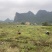荔浦市龙头山基地芋头种子大基地种子才靠谱