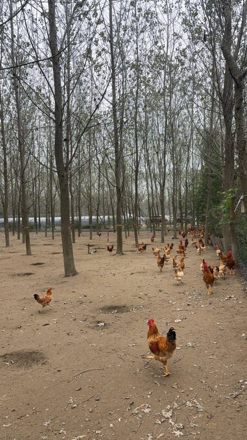 湖北潜江纯正散养土鸡蛋，不是笼子里的鸡下的蛋哦！