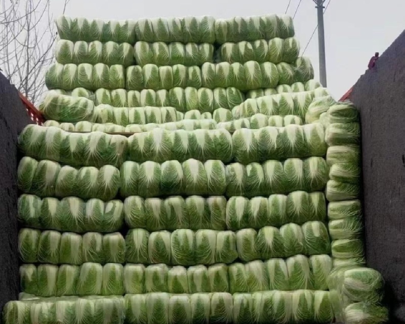精品黄心大白菜，千亩基地，价格美丽，产地直发，信誉商家，